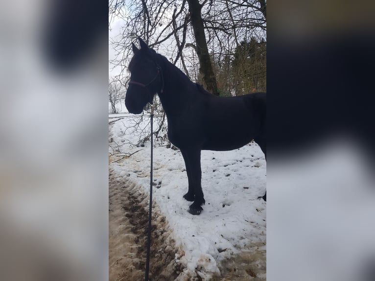 Fries paard Merrie 10 Jaar 164 cm Zwart in Obertraubling