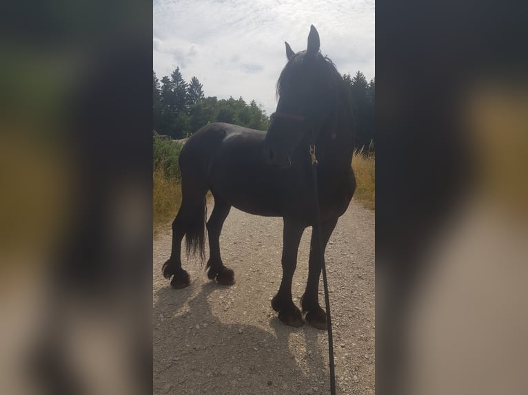 Fries paard Merrie 10 Jaar 164 cm Zwart in Obertraubling