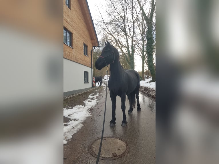 Fries paard Merrie 10 Jaar 164 cm Zwart in Regensburg