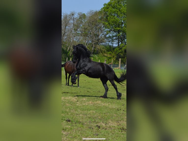 Fries paard Merrie 10 Jaar 165 cm Zwart in Groß Twülpstedt