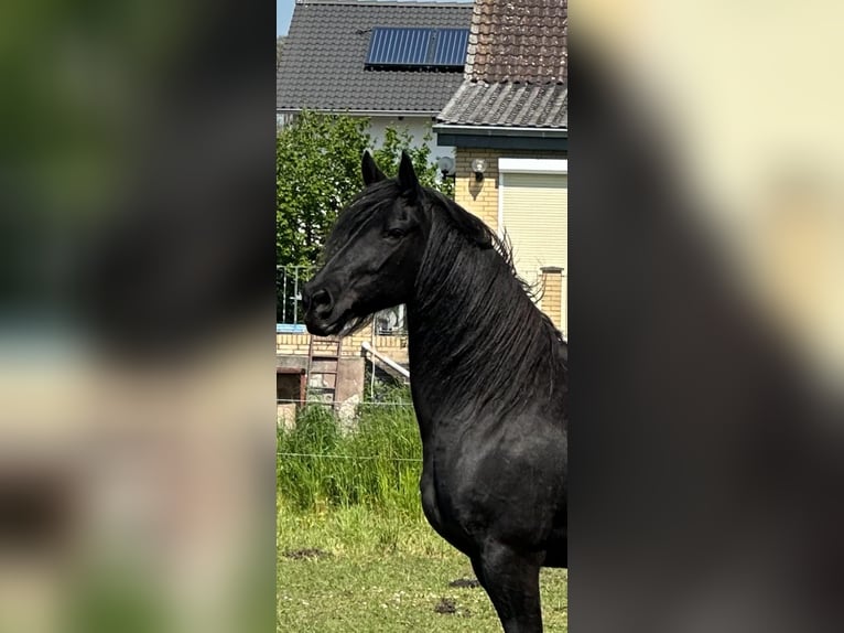 Fries paard Merrie 10 Jaar 165 cm Zwart in Groß Twülpstedt