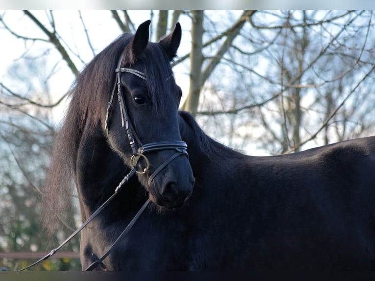 Fries paard Merrie 10 Jaar 165 cm Zwart in Sachsenhagen