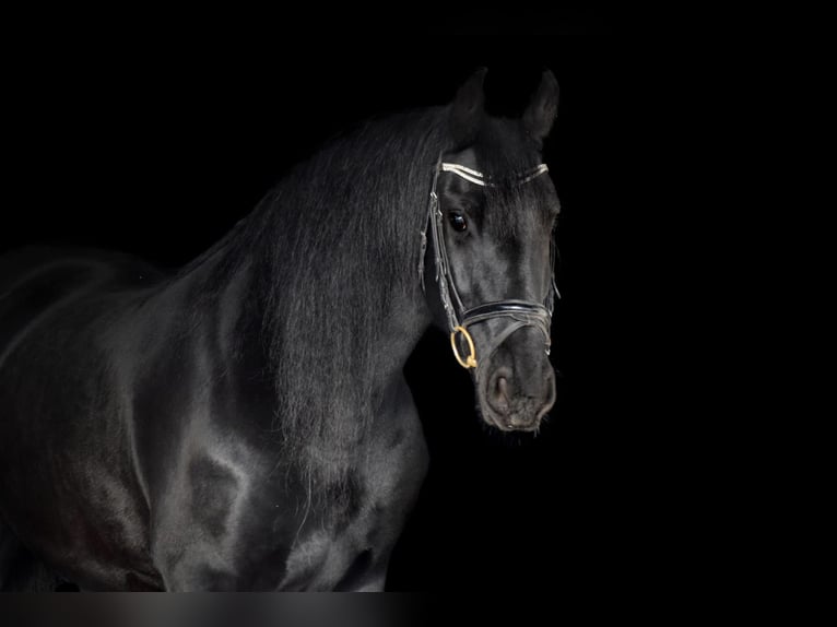 Fries paard Merrie 10 Jaar 165 cm Zwart in Sachsenhagen