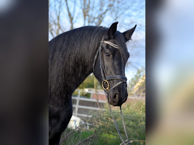 Fries paard Merrie 10 Jaar 165 cm Zwart in Sachsenhagen