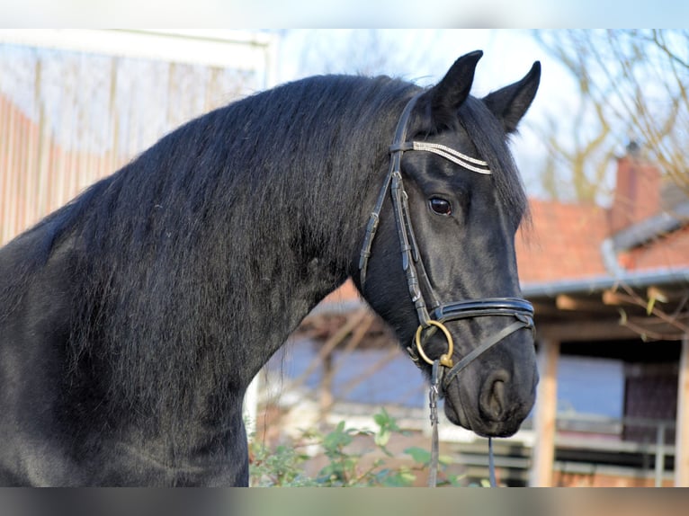 Fries paard Merrie 10 Jaar 165 cm Zwart in Sachsenhagen