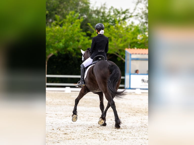 Fries paard Mix Merrie 10 Jaar 165 cm Zwart in Zaragoza