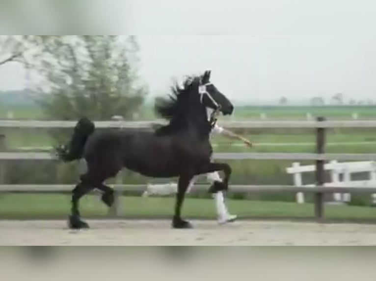 Fries paard Merrie 10 Jaar 165 cm Zwart in Vianen