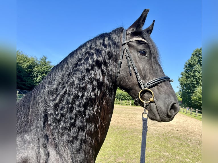 Fries paard Merrie 10 Jaar 165 cm Zwart in Buxtehude