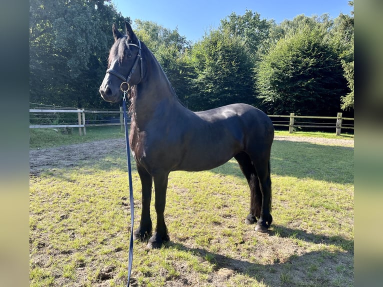 Fries paard Merrie 10 Jaar 165 cm Zwart in Buxtehude