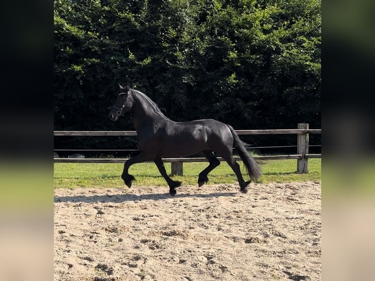 Fries paard Merrie 10 Jaar 165 cm Zwart in Buxtehude