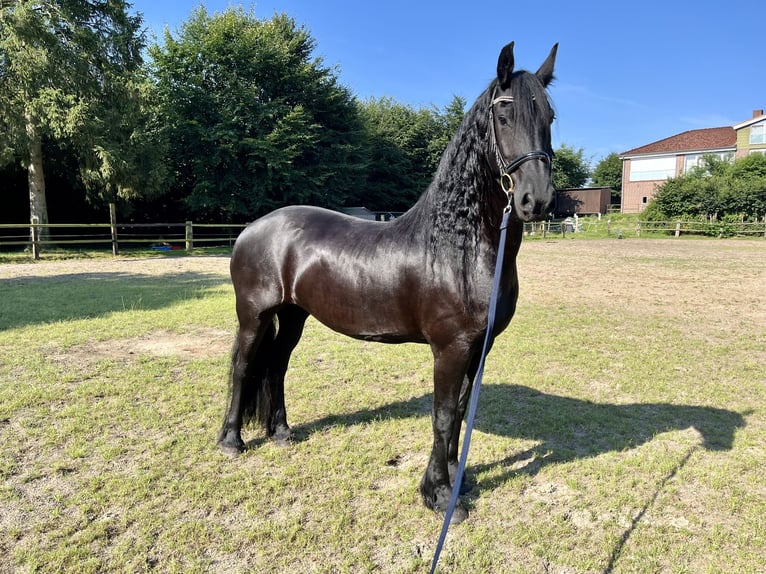 Fries paard Merrie 10 Jaar 165 cm Zwart in Buxtehude