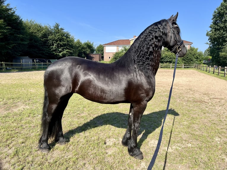 Fries paard Merrie 10 Jaar 165 cm Zwart in Buxtehude