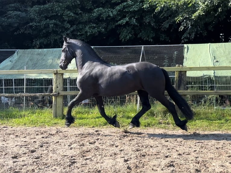 Fries paard Merrie 10 Jaar 165 cm Zwart in Buxtehude