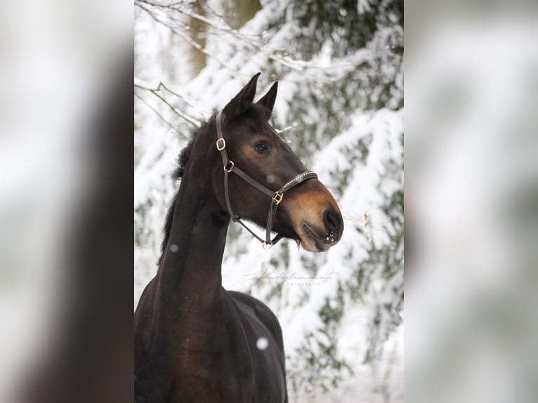 Fries paard Mix Merrie 10 Jaar 166 cm Donkerbruin in Rümpel