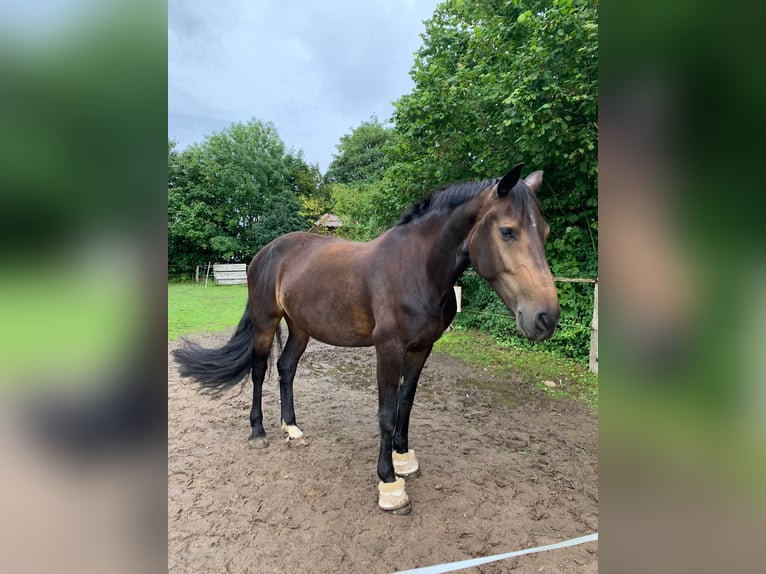 Fries paard Mix Merrie 10 Jaar 166 cm Donkerbruin in Rümpel