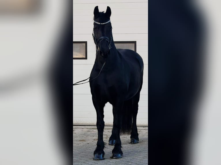 Fries paard Merrie 10 Jaar 166 cm Zwart in Someren