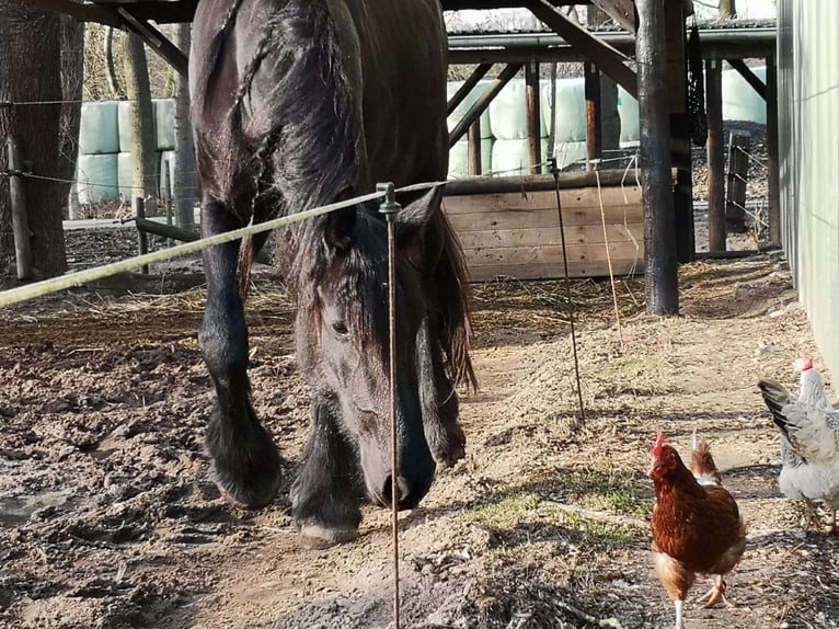 Fries paard Merrie 10 Jaar 167 cm Zwart in Trappenkamp