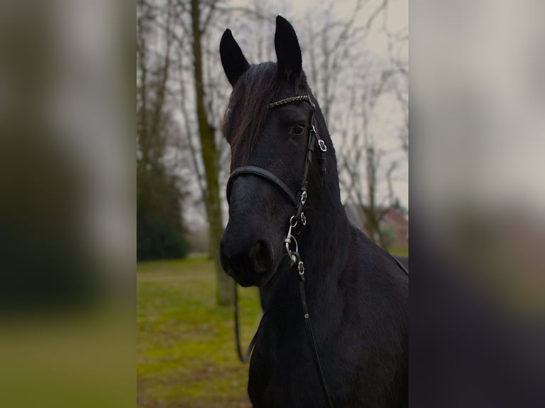 Fries paard Merrie 10 Jaar 167 cm Zwart in Trappenkamp