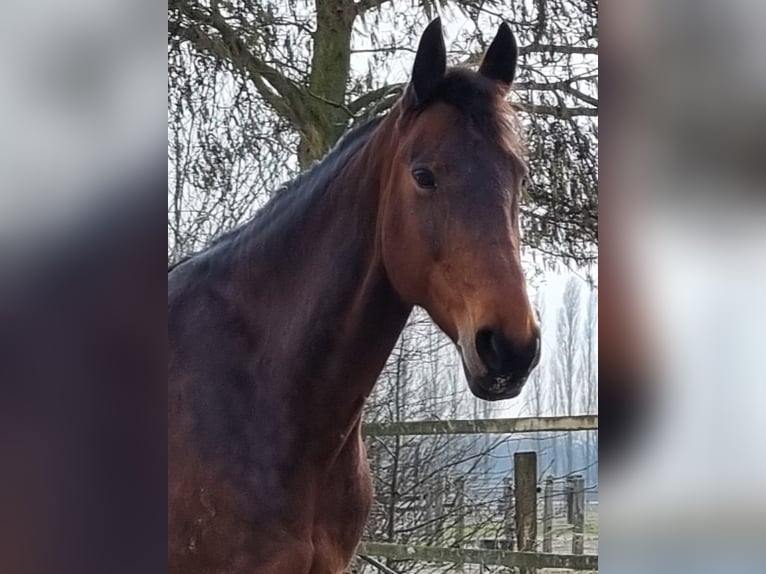 Fries paard Mix Merrie 10 Jaar 168 cm Donkerbruin in Norden