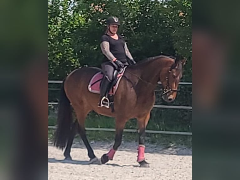 Fries paard Mix Merrie 10 Jaar 168 cm Donkerbruin in Norden