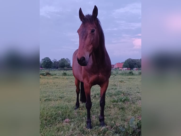 Fries paard Mix Merrie 10 Jaar 168 cm Donkerbruin in Norden