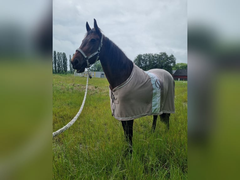 Fries paard Mix Merrie 10 Jaar 168 cm Donkerbruin in Norden