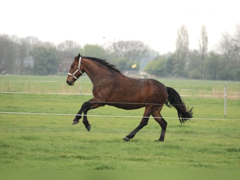 Fries paard Mix Merrie 10 Jaar 168 cm Donkerbruin in Norden