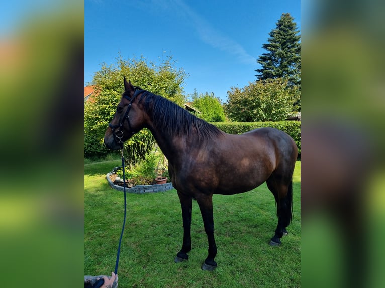 Fries paard Mix Merrie 10 Jaar 168 cm Donkerbruin in Norden