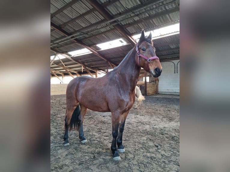 Fries paard Mix Merrie 10 Jaar 168 cm Donkerbruin in Norden