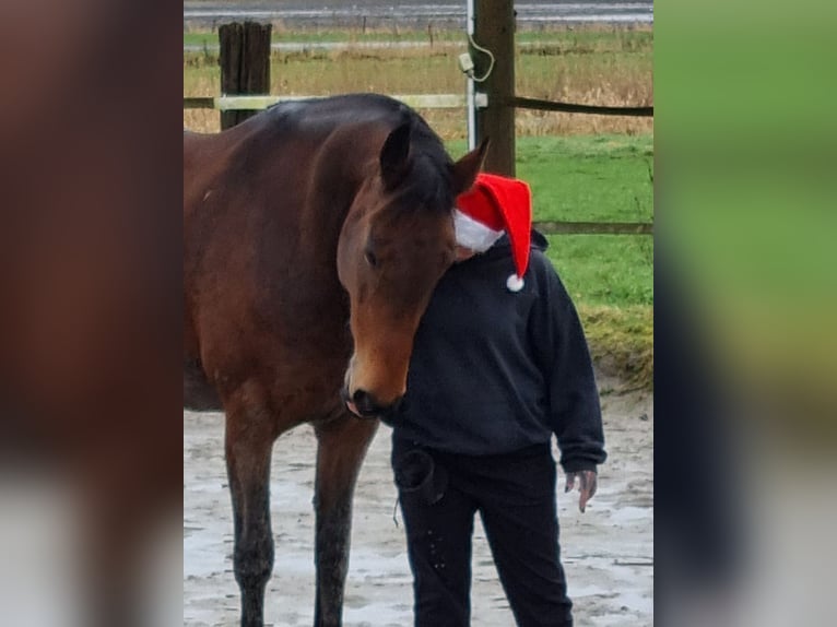 Fries paard Mix Merrie 10 Jaar 168 cm Donkerbruin in Norden