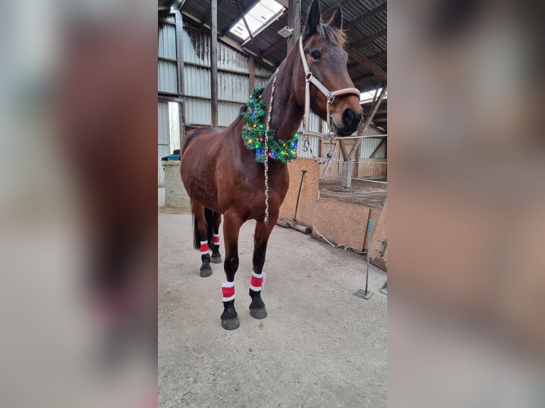 Fries paard Mix Merrie 10 Jaar 168 cm Donkerbruin in Norden