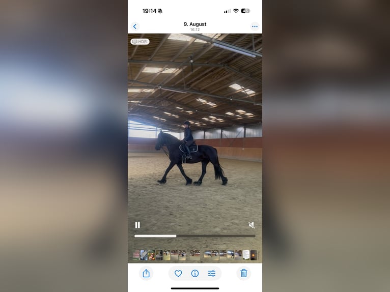 Fries paard Merrie 10 Jaar 168 cm Zwart in Neuss