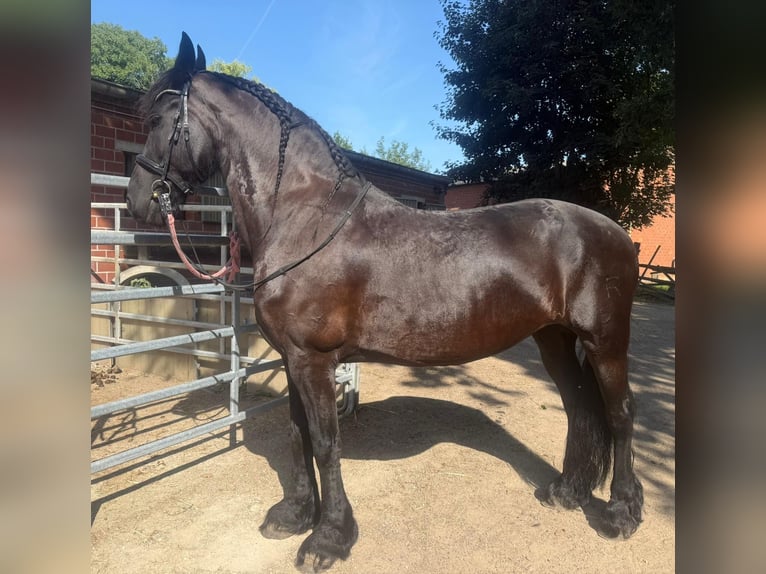 Fries paard Merrie 10 Jaar 168 cm Zwart in Neuss
