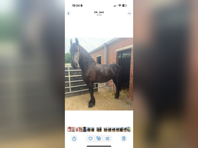 Fries paard Merrie 10 Jaar 168 cm Zwart in Neuss