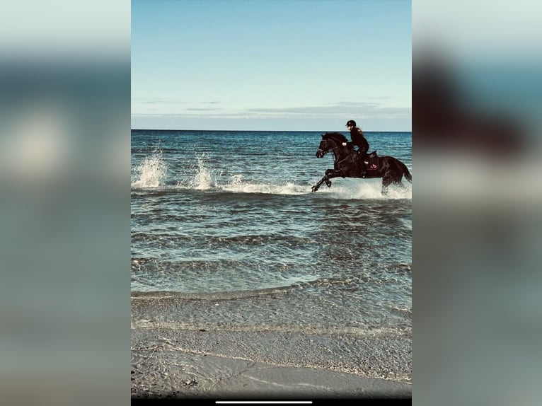 Fries paard Merrie 10 Jaar 169 cm Zwart in Hamburg