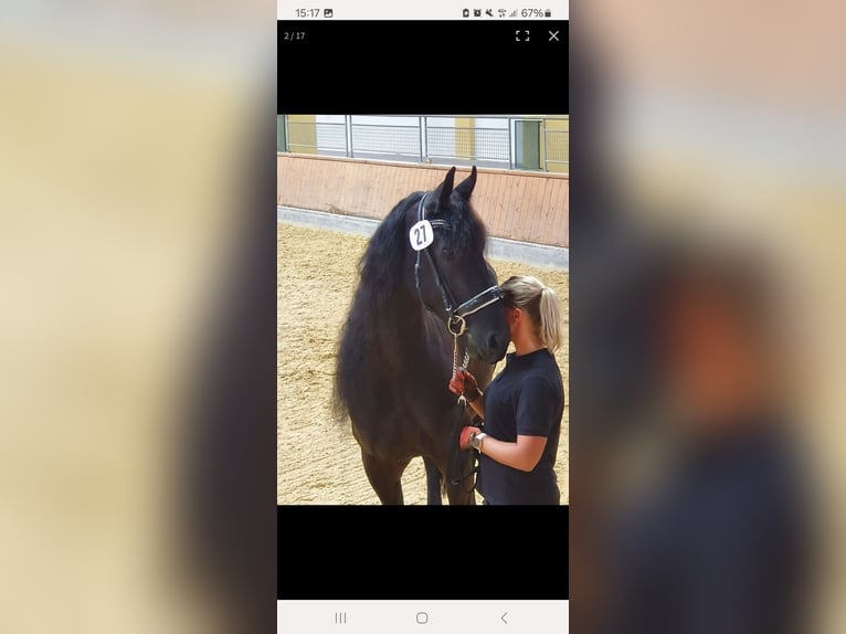 Fries paard Merrie 10 Jaar 170 cm Zwart in Ruprechtshofen