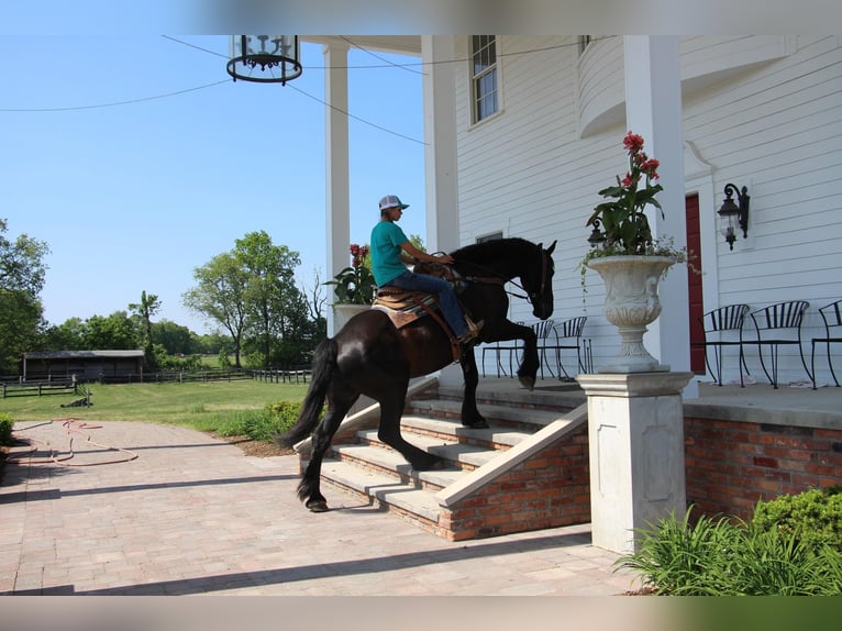 Fries paard Merrie 10 Jaar 173 cm in Highland MI