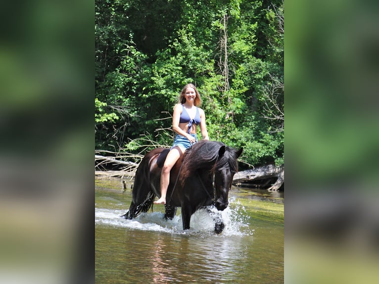 Fries paard Merrie 10 Jaar 173 cm in Highland MI