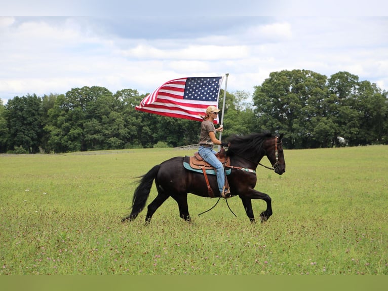 Fries paard Merrie 10 Jaar 173 cm in Highland MI