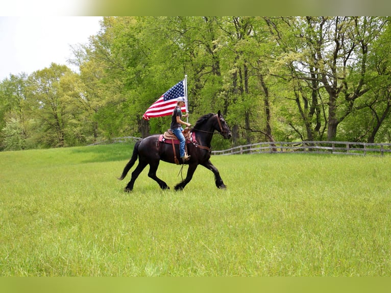 Fries paard Merrie 10 Jaar 173 cm in Highland MI