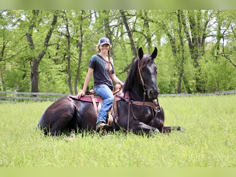 Fries paard Merrie 10 Jaar 173 cm in Highland MI