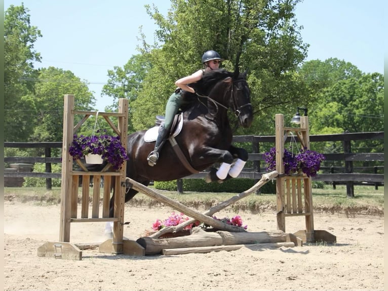 Fries paard Merrie 10 Jaar 173 cm in Highland MI