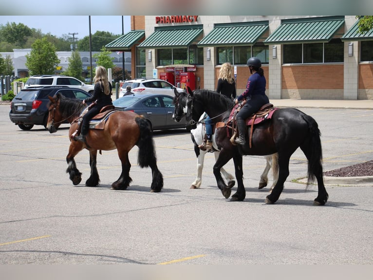 Fries paard Merrie 10 Jaar 173 cm Zwart in Highland MI