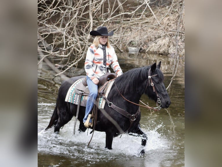 Fries paard Merrie 11 Jaar 147 cm Zwart in Borden