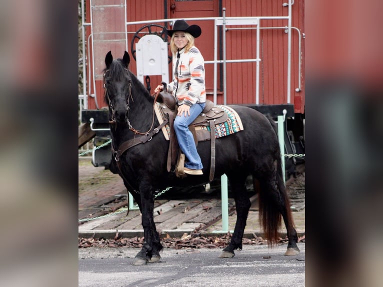 Fries paard Merrie 11 Jaar 147 cm Zwart in Borden