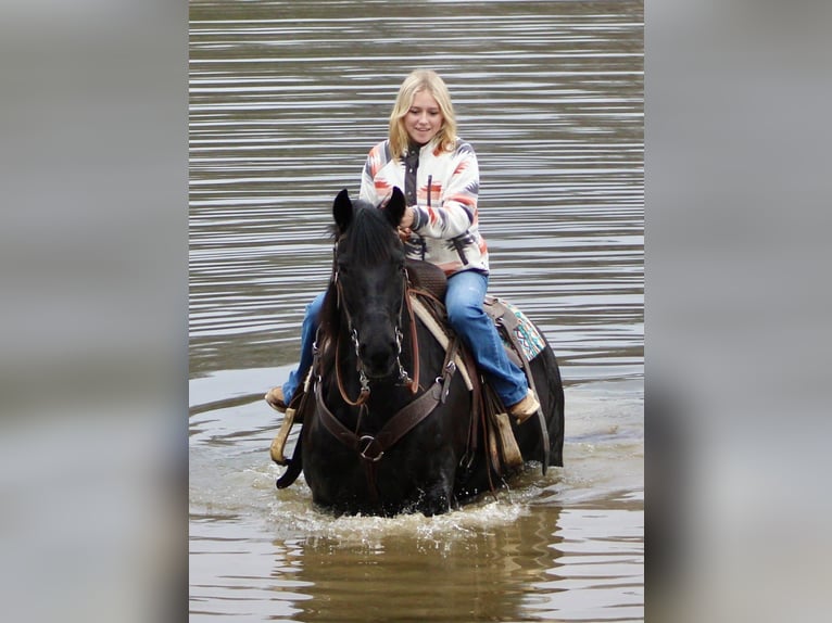 Fries paard Merrie 11 Jaar 147 cm Zwart in Borden