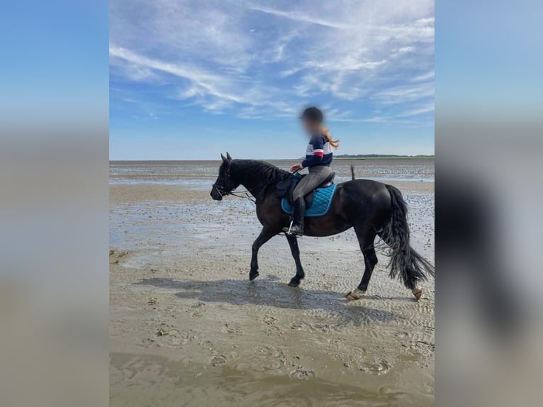 Fries paard Mix Merrie 11 Jaar 153 cm Zwart in Hude (Oldenburg)