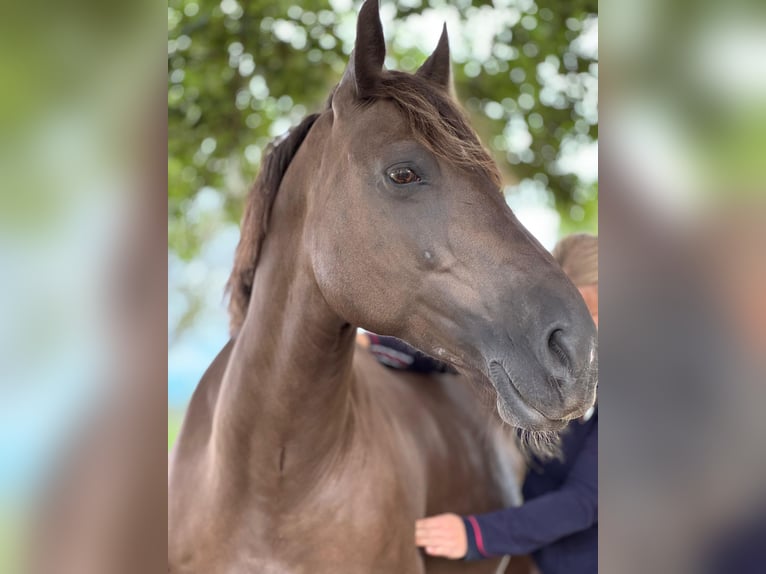 Fries paard Merrie 11 Jaar 155 cm Overo-alle-kleuren in Zwartewaal