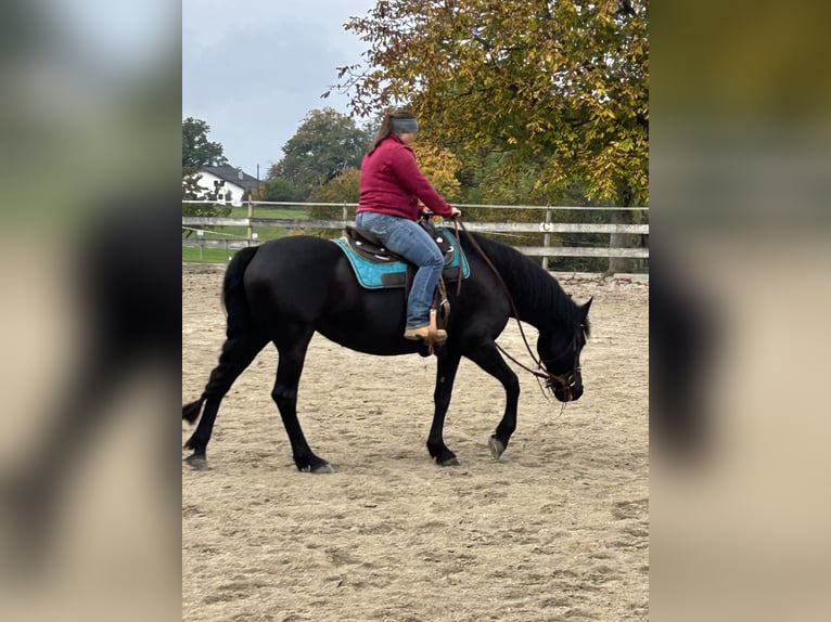 Fries paard Mix Merrie 11 Jaar 158 cm Zwart in Riedering