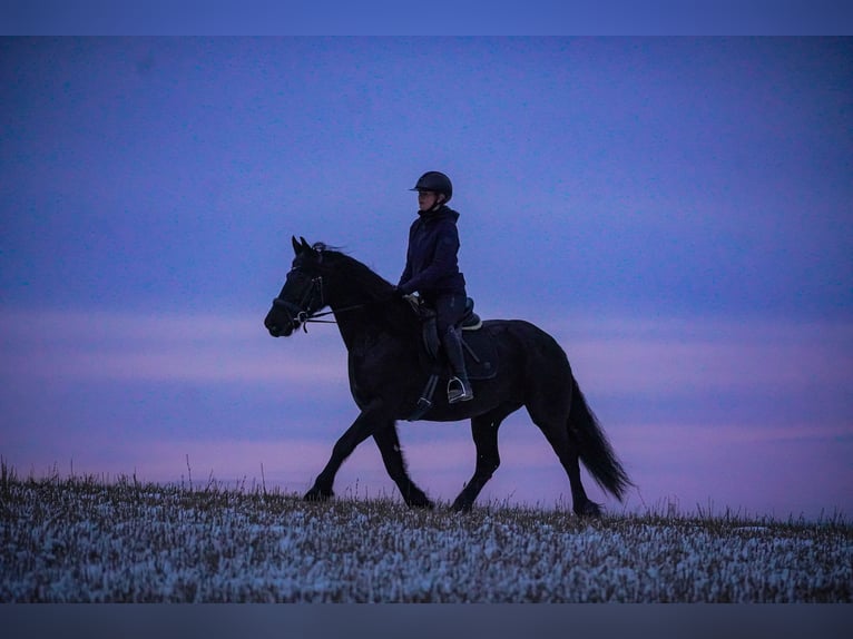 Fries paard Merrie 11 Jaar 160 cm Zwart in Nettersheim